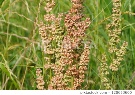 Dock Fruit - June 2025 128653600