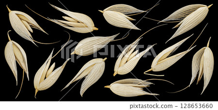 Oat seeds in husks isolated on black background, falling unpeeled oat grains collection, macro, full depth of field 128653660