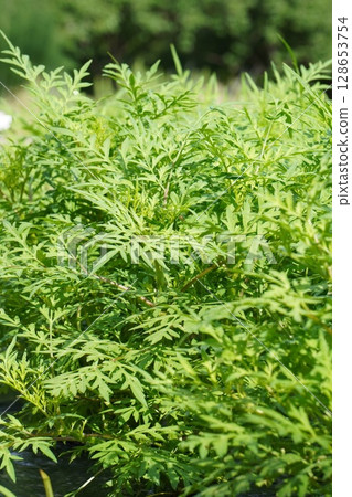 黃色波斯菊幼苗,2025年6月 黃色波斯菊幼苗,2025年6月 128653754