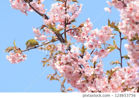 Kawazu cherry blossoms and Japanese white-eye 128653756