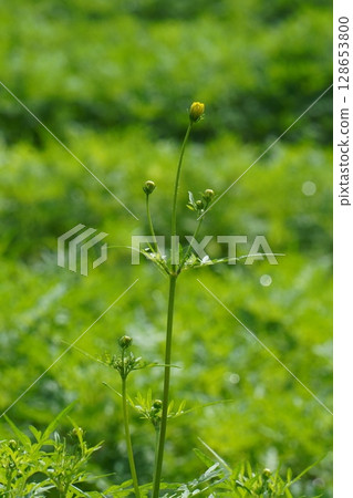 黃色波斯菊花蕾,2025年6月 黃色波斯菊花蕾,2025年6月 128653800
