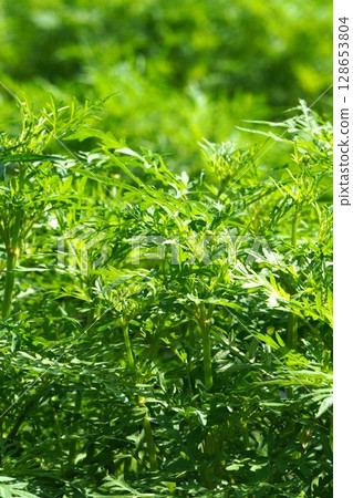 Yellow cosmos buds, June 2025 128653804