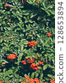 Red berries are in green leaves. Red berry. 128653894