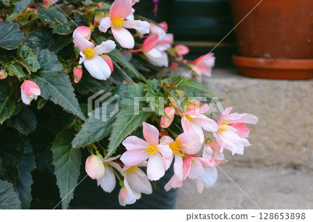 Beautiful white and pink flowers in full bloom, captured in soft natural light. 128653898