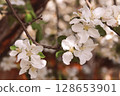Fowers of the cherry or apple blossom. Sakura flower. 128653901