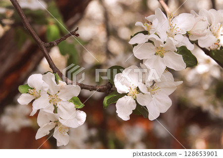 Fowers of the cherry or apple blossom. Sakura flower. Fowers of the cherry or apple blossom. Sakura flower. 128653901