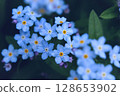Bright blue flowers close up. Blossom blue flowers. Forget me not in macro style. 128653902