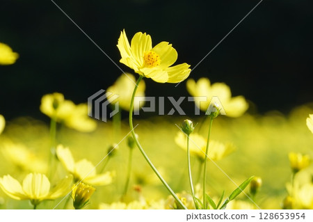 黃色波斯菊，2025年6月 128653954