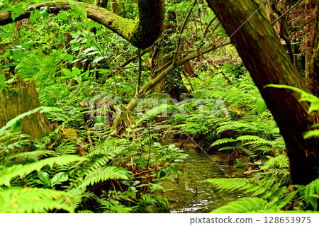 Sugisawa's Sawasugi, Toyama Prefecture, Sawasugi, Beneath-stripe phenomenon Sugisawa's Sawasugi, Toyama Prefecture, Sawasugi, Beneath-stripe phenomenon 128653975