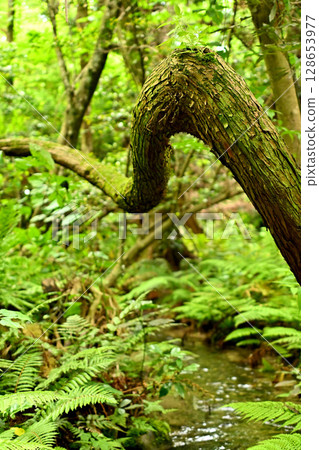 Sugisawa's Sawa Sugi, Sawa Sugi, Beneath-stripe phenomenon Sugisawa's Sawa Sugi, Sawa Sugi, Beneath-stripe phenomenon 128653977