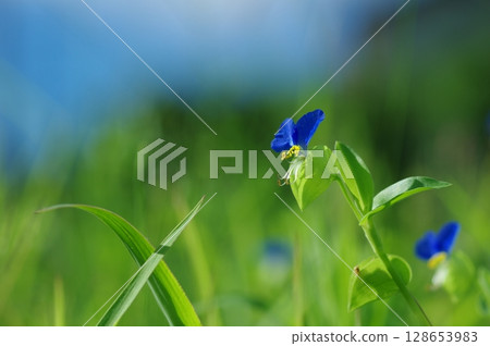 Commelina communis Commelina communis 128653983