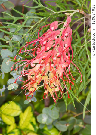 Grevillea in the Sky Farm Grevillea in the Sky Farm 128654035
