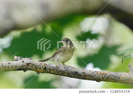 Black-faced bunting perching on a branch 128654159