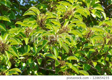 2025 年 6 月，剛成熟的日本銀葉果 128654235