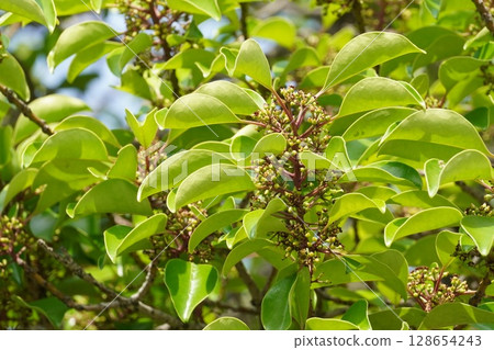 2025 年 6 月，剛成熟的日本銀葉果 128654243