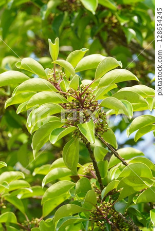 2025 年 6 月,剛成熟的日本銀葉果 2025 年 6 月,剛成熟的日本銀葉果 128654245