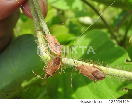 A mating pair of "star-bellied stink bugs" 128654569