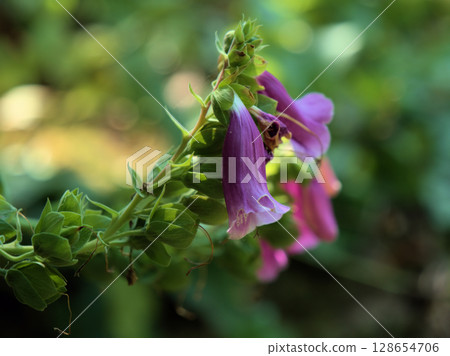 Purple flowers blooming in July: Digitalis (foxglove) Purple flowers blooming in July: Digitalis (foxglove) 128654706
