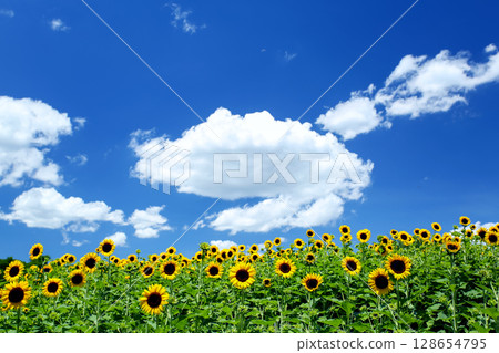 夏季風景：藍天和向日葵田 128654795
