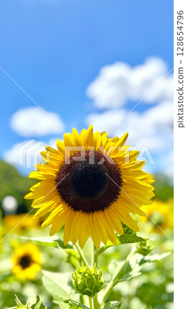 夏季風景：藍天和向日葵田 128654796