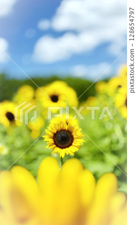 夏季風景：藍天和向日葵田 128654797