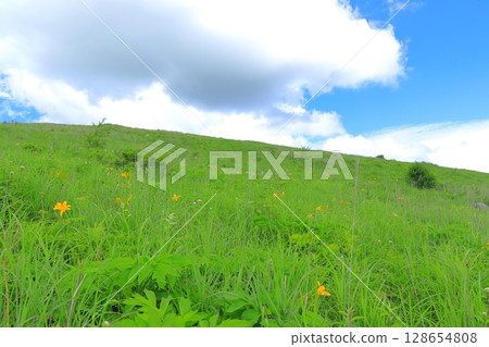 Kirigamine Plateau, Nagano Prefecture Daylily 128654808