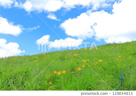 Kirigamine Plateau, Nagano Prefecture Daylily 128654813