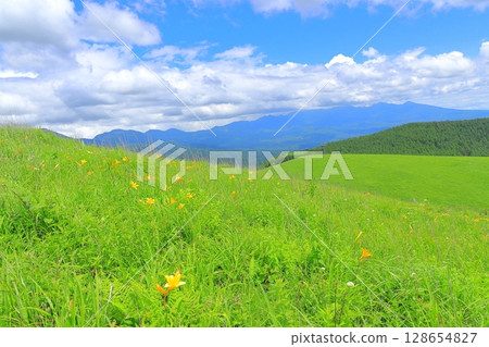 Kirigamine Plateau, Nagano Prefecture Daylily 128654827