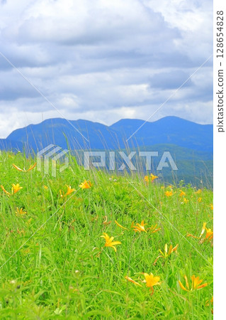 長野縣霧峰高原 萱草 長野縣霧峰高原 萱草 128654828