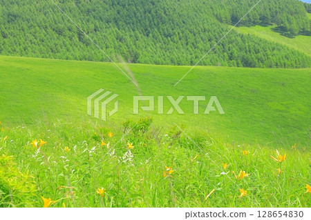 Kirigamine Plateau, Nagano Prefecture Daylily Kirigamine Plateau, Nagano Prefecture Daylily 128654830