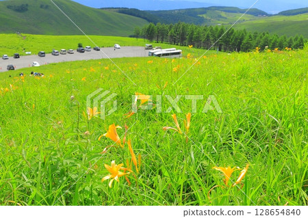 長野縣霧峰高原 萱草 128654840