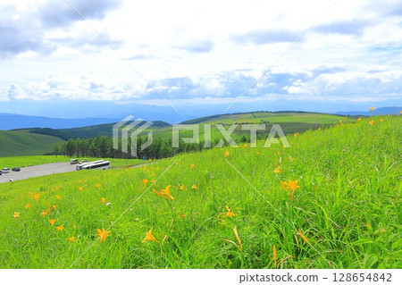 Kirigamine Plateau, Nagano Prefecture Daylily 128654842