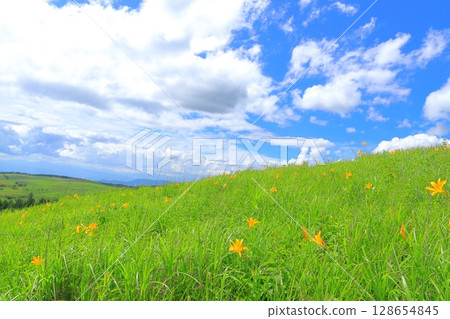Kirigamine Plateau, Nagano Prefecture Daylily 128654845