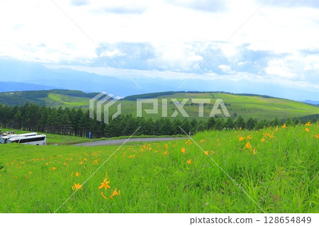 Kirigamine Plateau, Nagano Prefecture Daylily 128654849