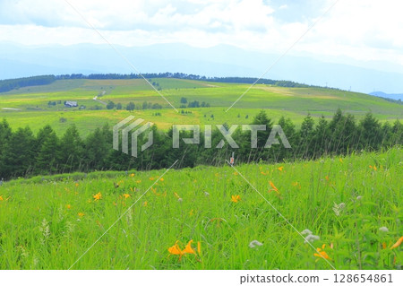Kirigamine Plateau, Nagano Prefecture Daylily 128654861