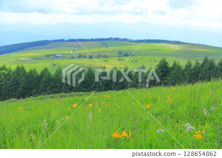 Kirigamine Plateau, Nagano Prefecture Daylily Kirigamine Plateau, Nagano Prefecture Daylily 128654862
