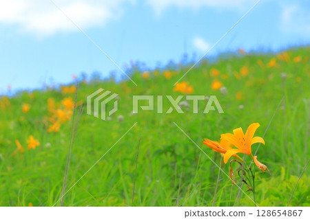 Kirigamine Plateau, Nagano Prefecture Daylily Kirigamine Plateau, Nagano Prefecture Daylily 128654867