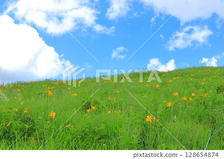 Kirigamine Plateau, Nagano Prefecture Daylily 128654874