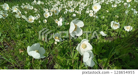 Carpet of White Anemone Flowers Blooming in a Lush Green Meadow on a Sunny Spring Day Carpet of White Anemone Flowers Blooming in a Lush Green Meadow on a Sunny Spring Day 128654955