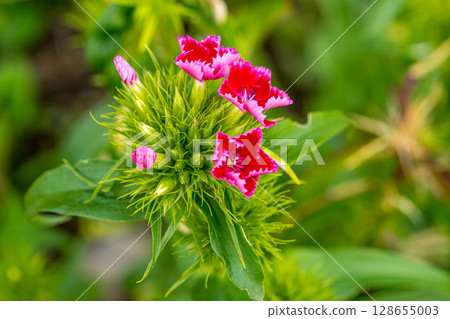 Spring colors: American dianthus Spring colors: American dianthus 128655003