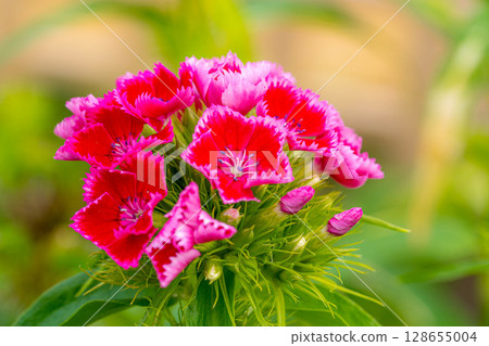 春天的色彩：美國石竹 128655004