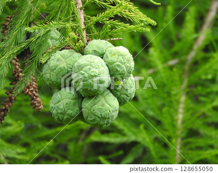 Numasgi (pine pine) fruit 128655050