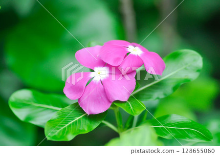 Catharanthus roseus G Don ,APOCYNACEAE or Madagascar periwinkle or Vinca or Old maid Catharanthus roseus G Don ,APOCYNACEAE or Madagascar periwinkle or Vinca or Old maid 128655060