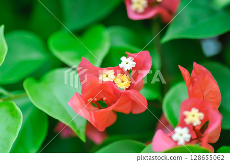 Bougainvillea or paper flower , red paper flower Bougainvillea or paper flower , red paper flower 128655062
