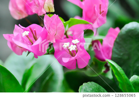 Bougainvillea or paper flower , red paper flower or fuchsia flower 128655065