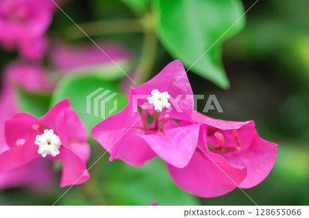 Bougainvillea or paper flower , red paper flower or fuchsia flower Bougainvillea or paper flower , red paper flower or fuchsia flower 128655066