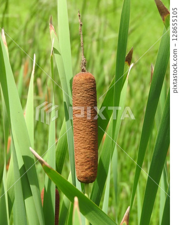 Gama的耳朵 128655105