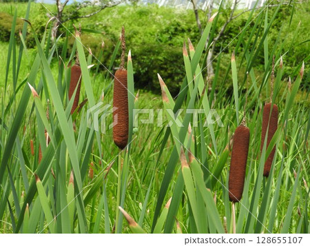 Gama的耳朵 Gama的耳朵 128655107