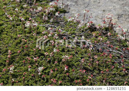 駒草平的高山植物盛開 128655231