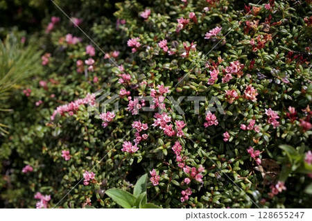 上富良野山登山道上盛開的高山植物 128655247